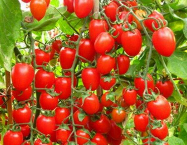 走進大自然，農(nóng)家樂旅游就到深圳老虎溝生態(tài)農(nóng)場