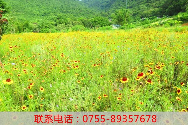 深圳周邊老虎溝生態園農家樂野炊燒烤叢林CS野戰登山一日游