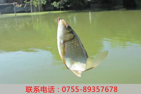 深圳農家樂旅游具有哪些元素