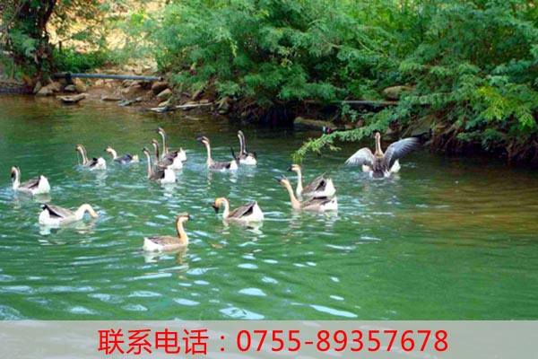 深圳周邊好玩的農(nóng)家了推薦